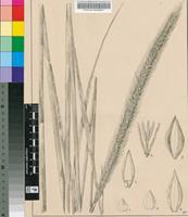 Setaria rigida Stapf