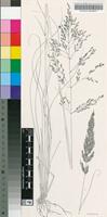 Eragrostis curvula (Schrad.) Nees