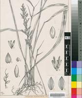 Panicum pyramidale Lam.