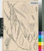 Panicum laticomum Nees