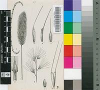 Polypogon monspeliensis (L.) Desf.