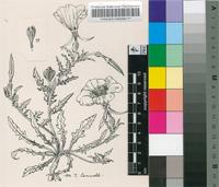 Oenothera tetraptera Cav.