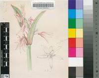 Cyrtanthus erubescens Killick
