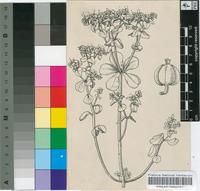 Euphorbia helioscopia L.