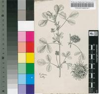 Medicago hispida Gaertn.