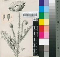 Papaver aculeatum Thunb.