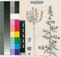 Chenopodium multifidum L.