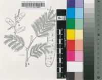 Acacia persiciflora Pax