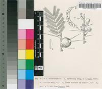 Acacia malacocephala Harms