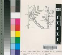 Acacia paolii Chiov. subsp. paolii