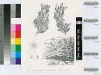 Rhus lucida L.