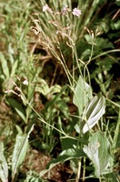 Silene undulata Aiton