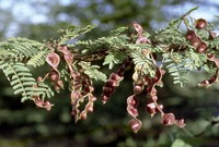 Acacia kirkii in Global Plants on JSTOR