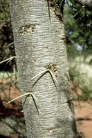 Acacia gerrardii Benth.
