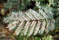 Caesalpinia decapetala (Roth) Alston