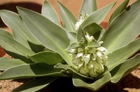 Eucomis autumnalis (Mill.) Chitt. subsp. clavata (Baker) Reyneke