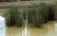 Juncus effusus L.