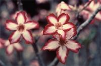 Adenium multiflorum Klotzsch