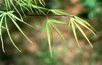 Acer palmatum Thunb.