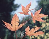 Acer palmatum Thunb.