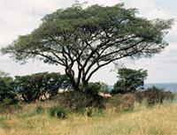 Burkea africana Hook.