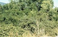 Capparis tomentosa Lam.