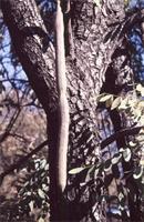 Cassia abbreviata Oliv.
