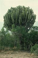 Euphorbia ingens E.Mey. ex Boiss.