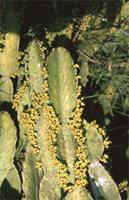 Euphorbia ingens E.Mey. ex Boiss.