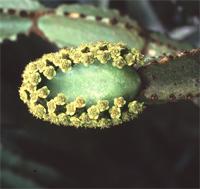 Euphorbia ingens E.Mey. ex Boiss.