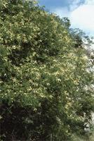 Acacia ataxacantha DC.