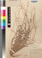 Isotype of Perotis patens Gand. [family POACEAE]