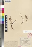 Isotype of Scilla nelsonii Baker [family HYACINTHACEAE]