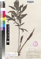 Holotype of Gonatopus rhizomatosus Bogner & Oberm. [family ARACEAE]