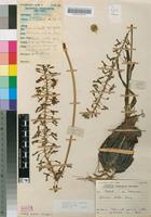 Filed as Drimia elata Jacq. [family HYACINTHACEAE]