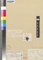 Isotype of Utricularia brachyceras Schltr. [family LENTIBULARIACEAE]
