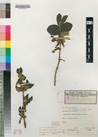 Isotype of Ancylanthos fulgidus Welw. ex Hiern [family RUBIACEAE]