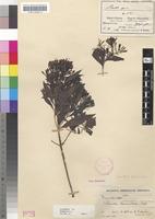 Holotype of Pavetta alexandrae Bremek. [family RUBIACEAE]