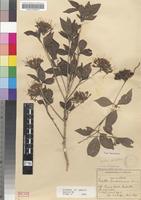 Syntype of Pavetta barbertonensis Bremek. [family RUBIACEAE]