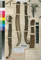 Holotype of Euphorbia cylindrica A.C.White, R.A.Dyer & B.Sloane [family EUPHORBIACEAE]