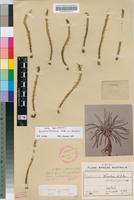 Type of Euphorbia franksiae N.E.Br. [family EUPHORBIACEAE]