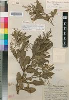 Holotype of Rhus schliebenii R.& A.Fern. [family ANACARDIACEAE]