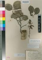 Type? of Homalium subsuperum Sprague [family SALICACEAE]