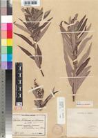 Lectotype of Salix wilmsii Seemen [family SALICACEAE]