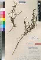 Isotype of Suaeda merxmuelleri Aellen [family CHENOPODIACEAE]