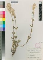 Isotype of Nelsia tropidogyna C.C.Towns. [family AMARANTHACEAE]