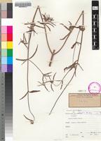 Isosyntype of Leucas bakeri Baker [family LAMIACEAE]