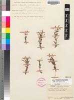 Isotype of Ilysanthes pulchella Skan subsp. rhodesiana Norl. [family SCROPHULARIACEAE]