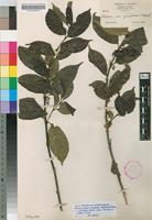 Isotype of Canthium oligocarpum Hiern subsp. captum (Bullock) Bridson [family RUBIACEAE]