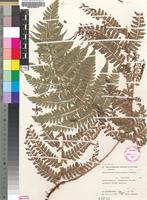 Isotype of Polystichum transvaalense N.C.Anthony [family DRYOPTERIDACEAE]